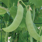 Bend and Snap Pea