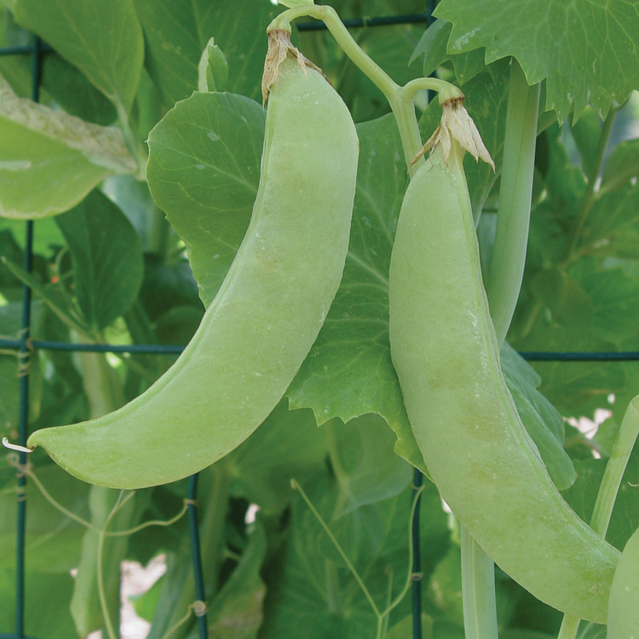 Bend and Snap Pea