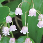 Rose Lily of the Valley Crowns