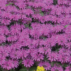 Leading Lady Monarda Didyma Plum