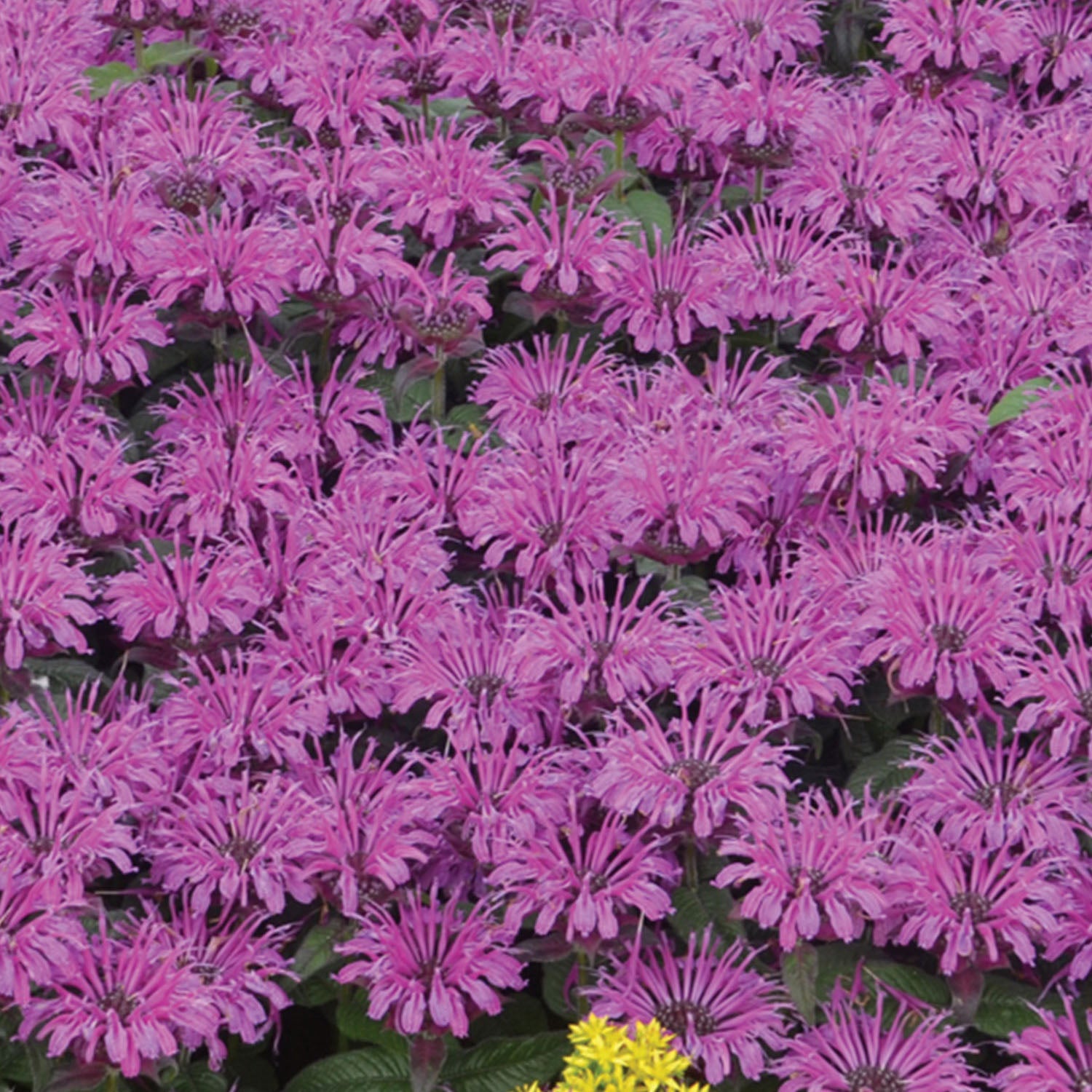 Leading Lady Monarda Didyma Plum