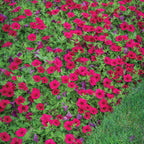 Wave® Carmine Velour Petunia
