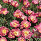 California Watermelon Heaven Poppy
