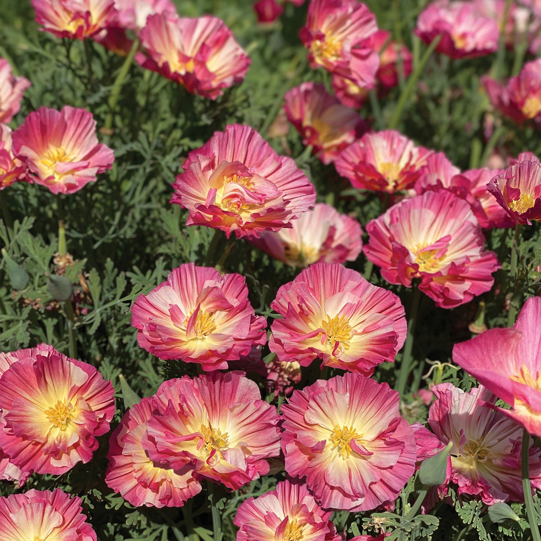 California Watermelon Heaven Poppy