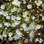 Covent Garden White Babys Breath