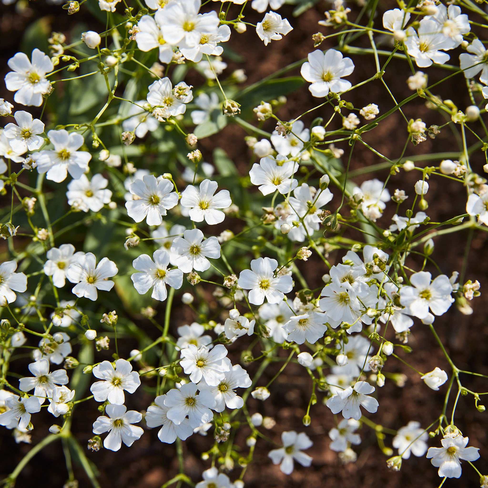 Covent Garden White Babys Breath