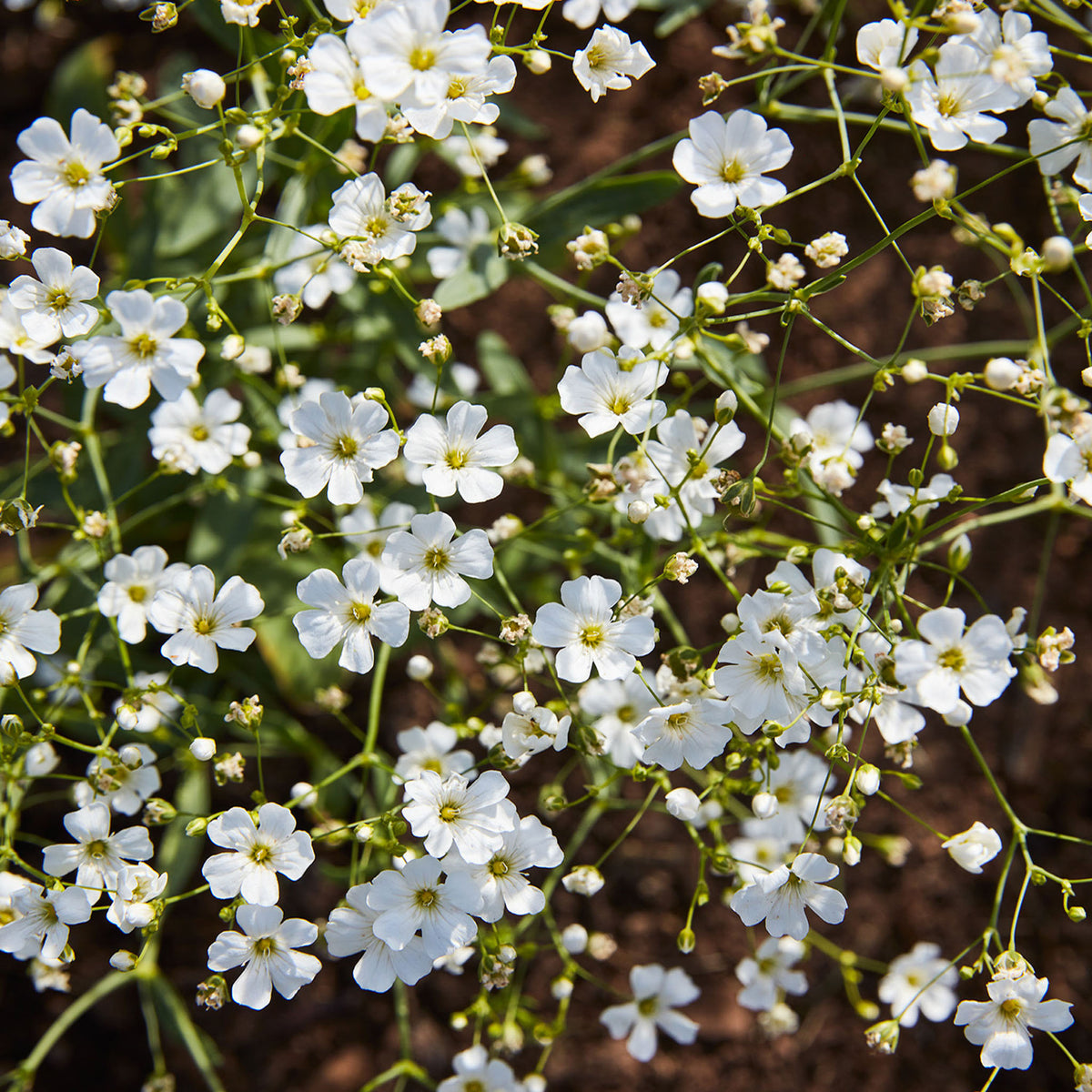 Covent Garden White Babys Breath