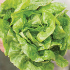 Buttercrunch Lettuce
