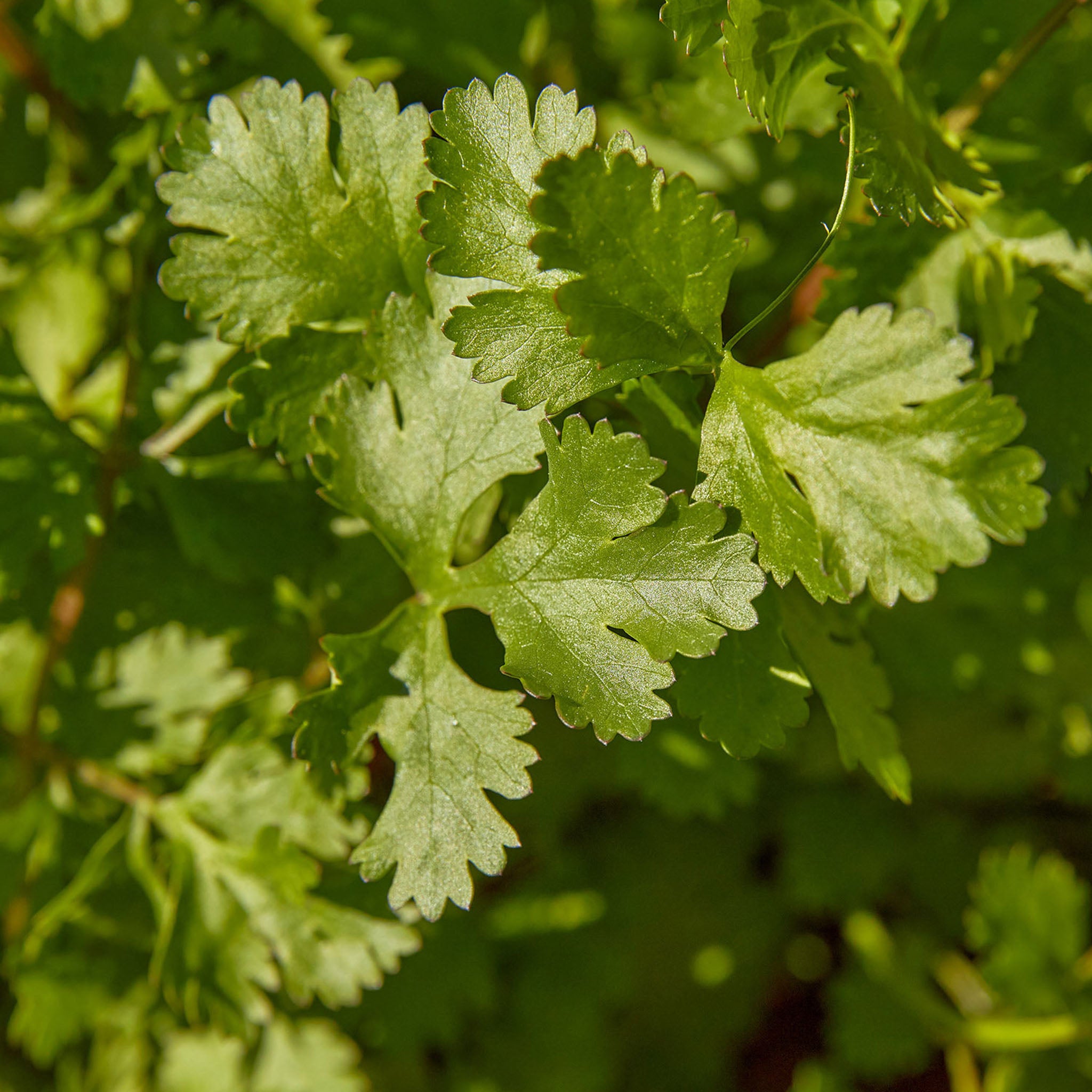 Cilantro (Coriander)