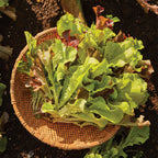 Looseleaf Blend Lettuce