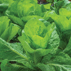 Sugarloaf Escarole