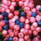 Brandywine Viburnum