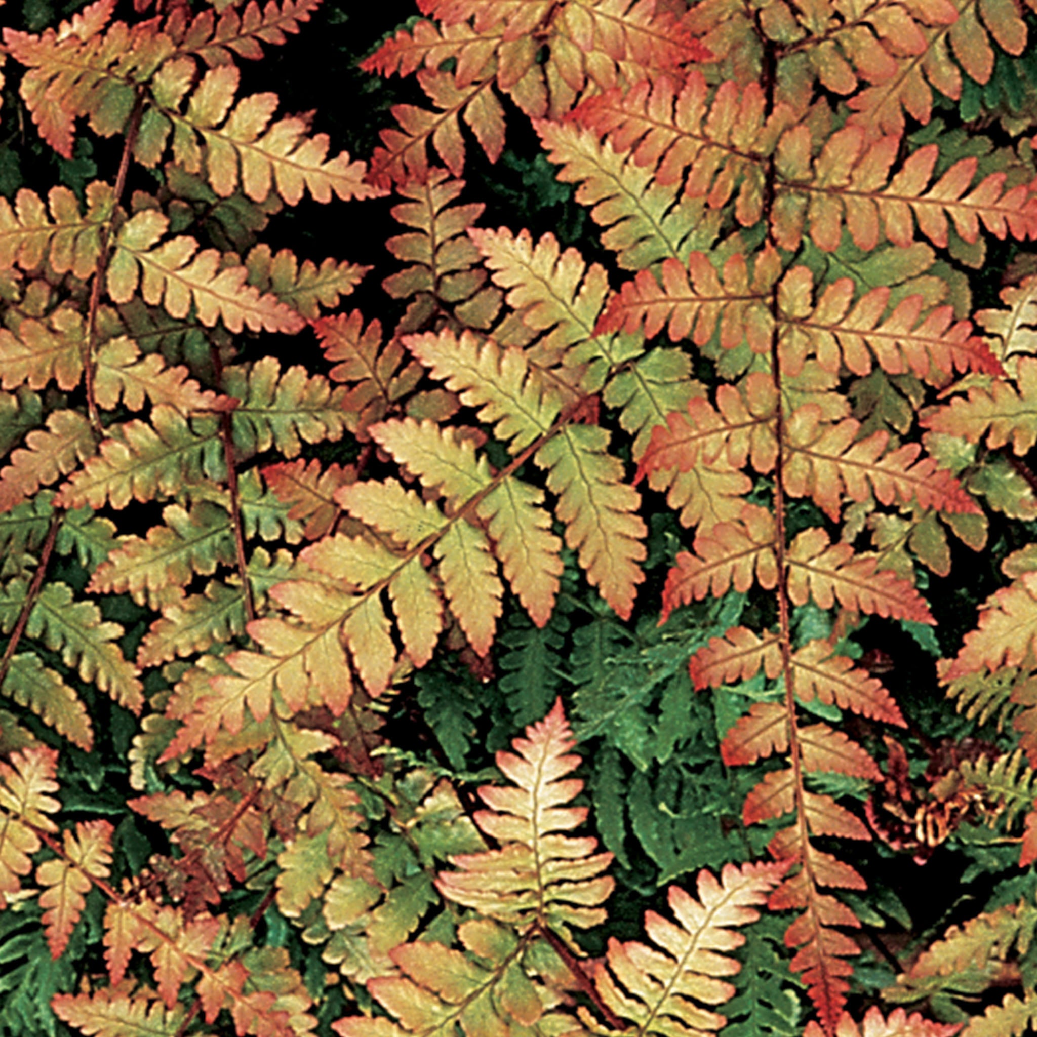 Autumn Fern