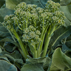 ButterStem Sprouting Broccoli