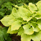 Echo the Sun Hosta Bare Roots