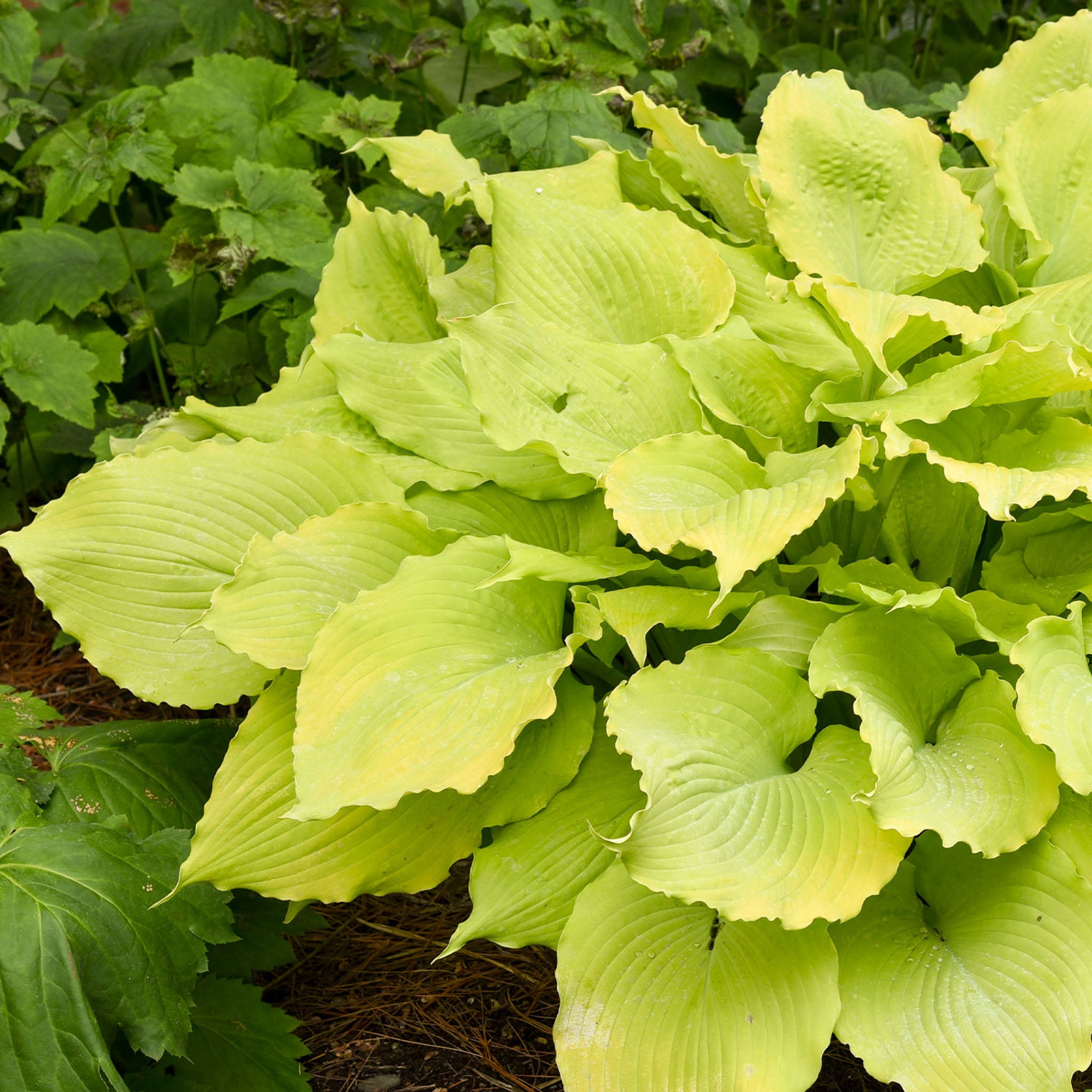 Echo the Sun Hosta Bare Roots