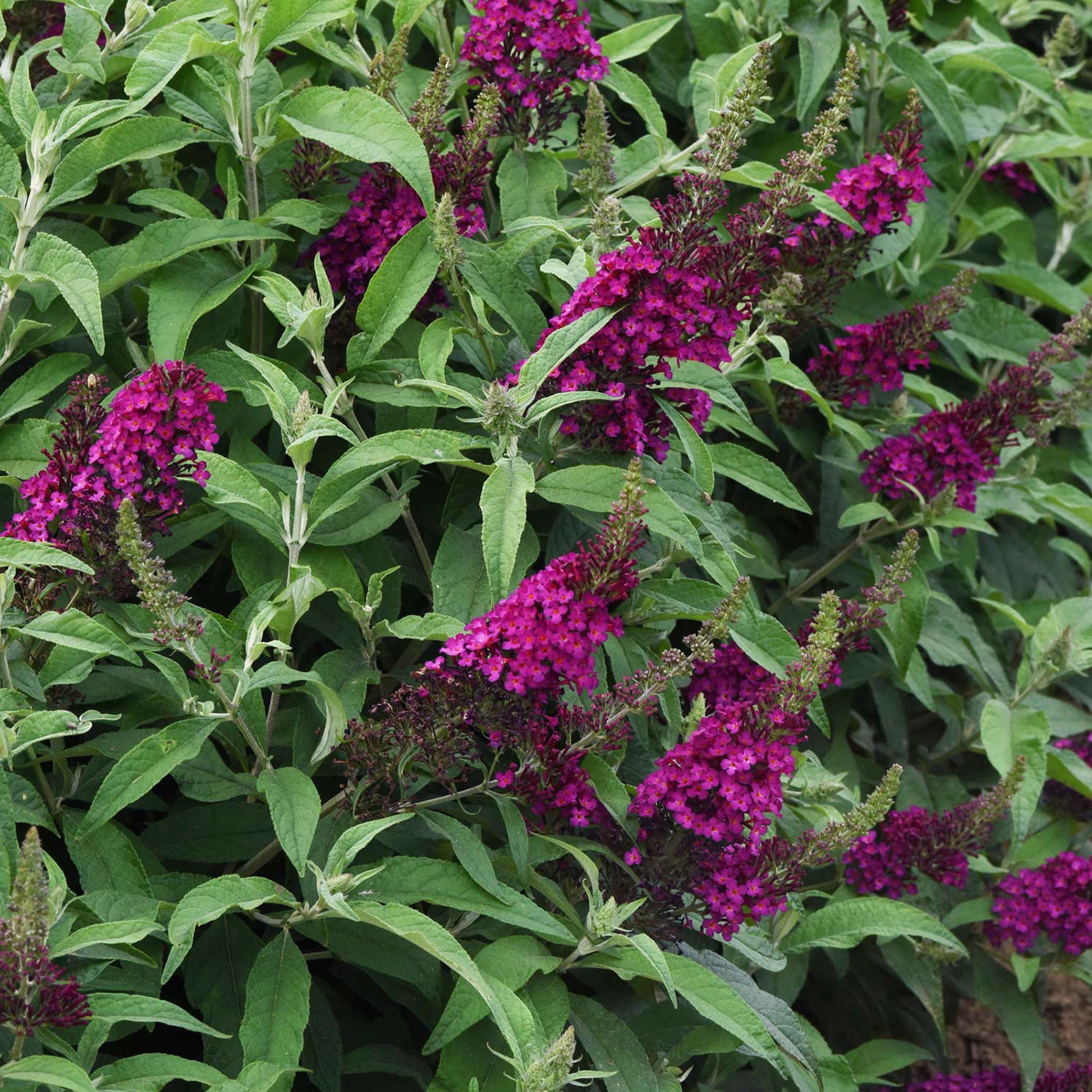 Chrysalis Cranberry Buddleia