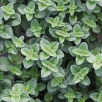Hot & Spicy Oregano