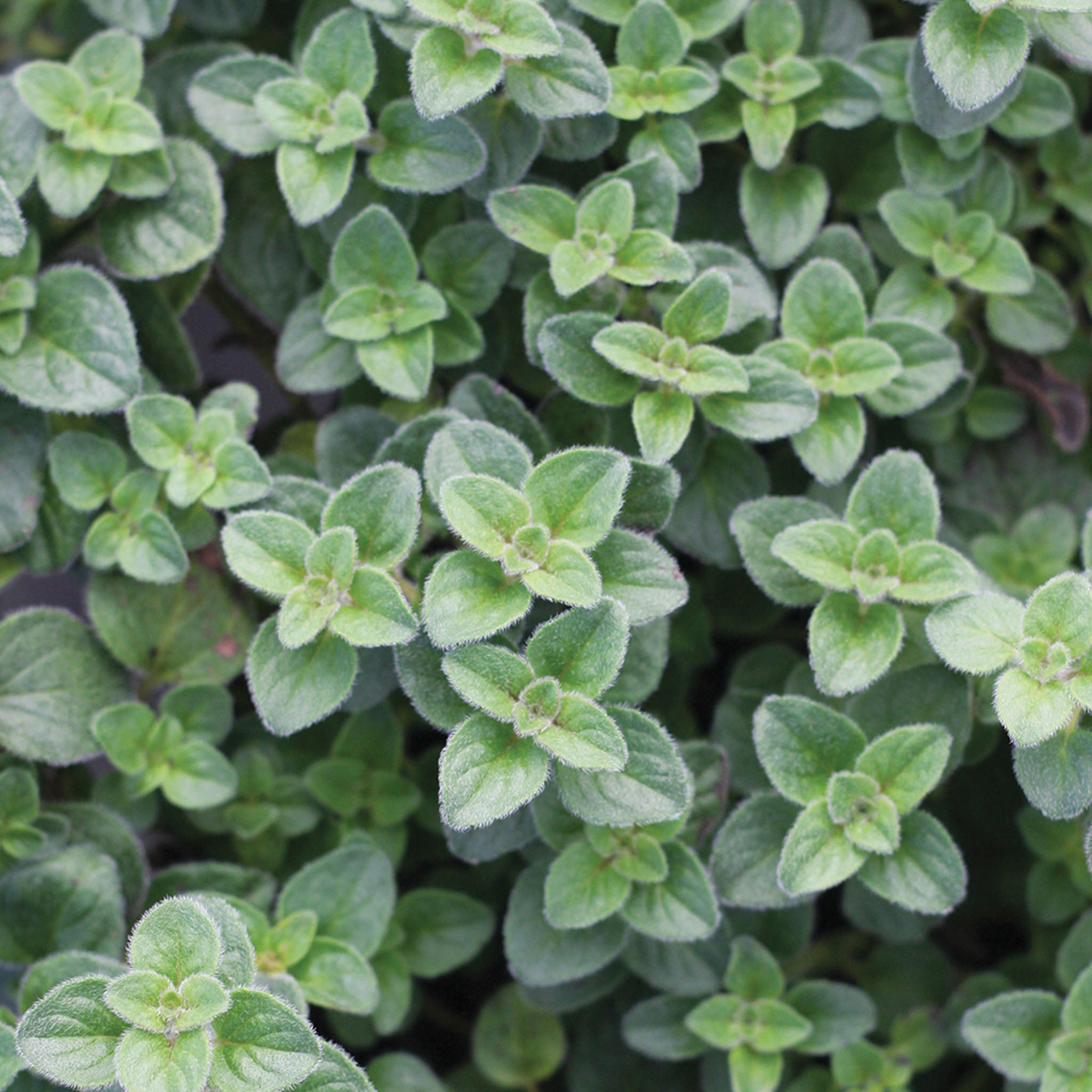 Hot & Spicy Oregano