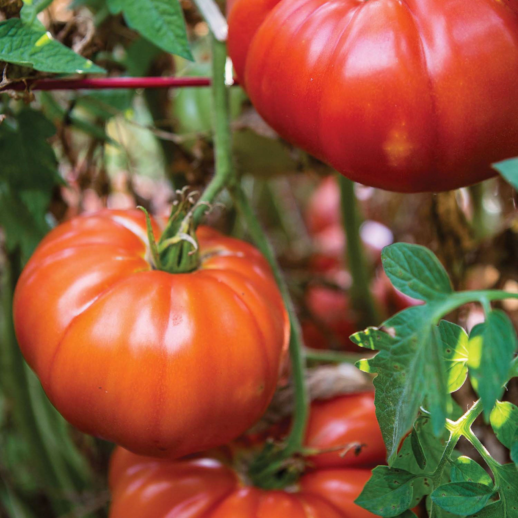 Madame Marmande Tomato