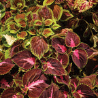 Rainbow Mixed Colors Coleus