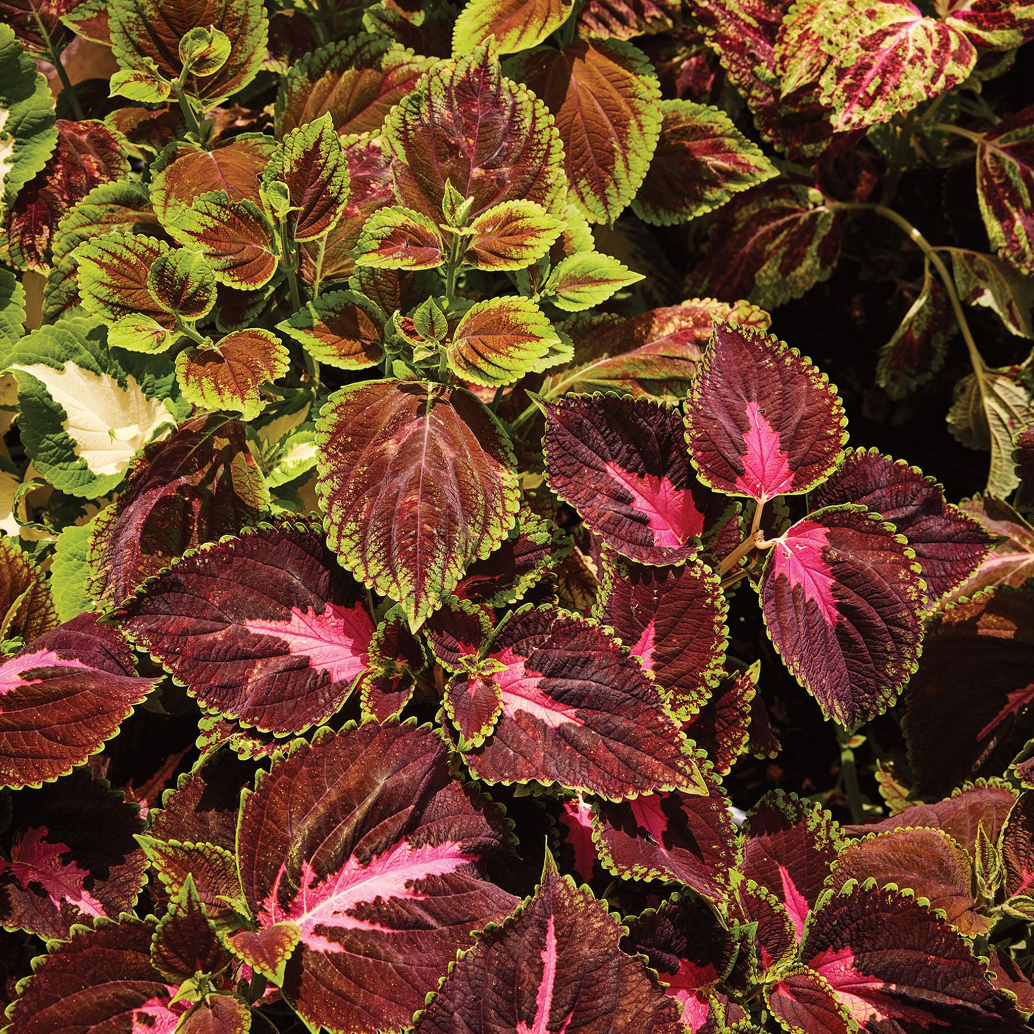 Rainbow Mixed Colors Coleus