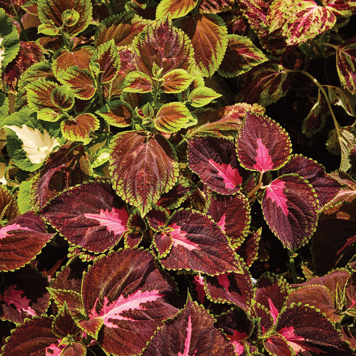 Rainbow Mixed Colors Coleus