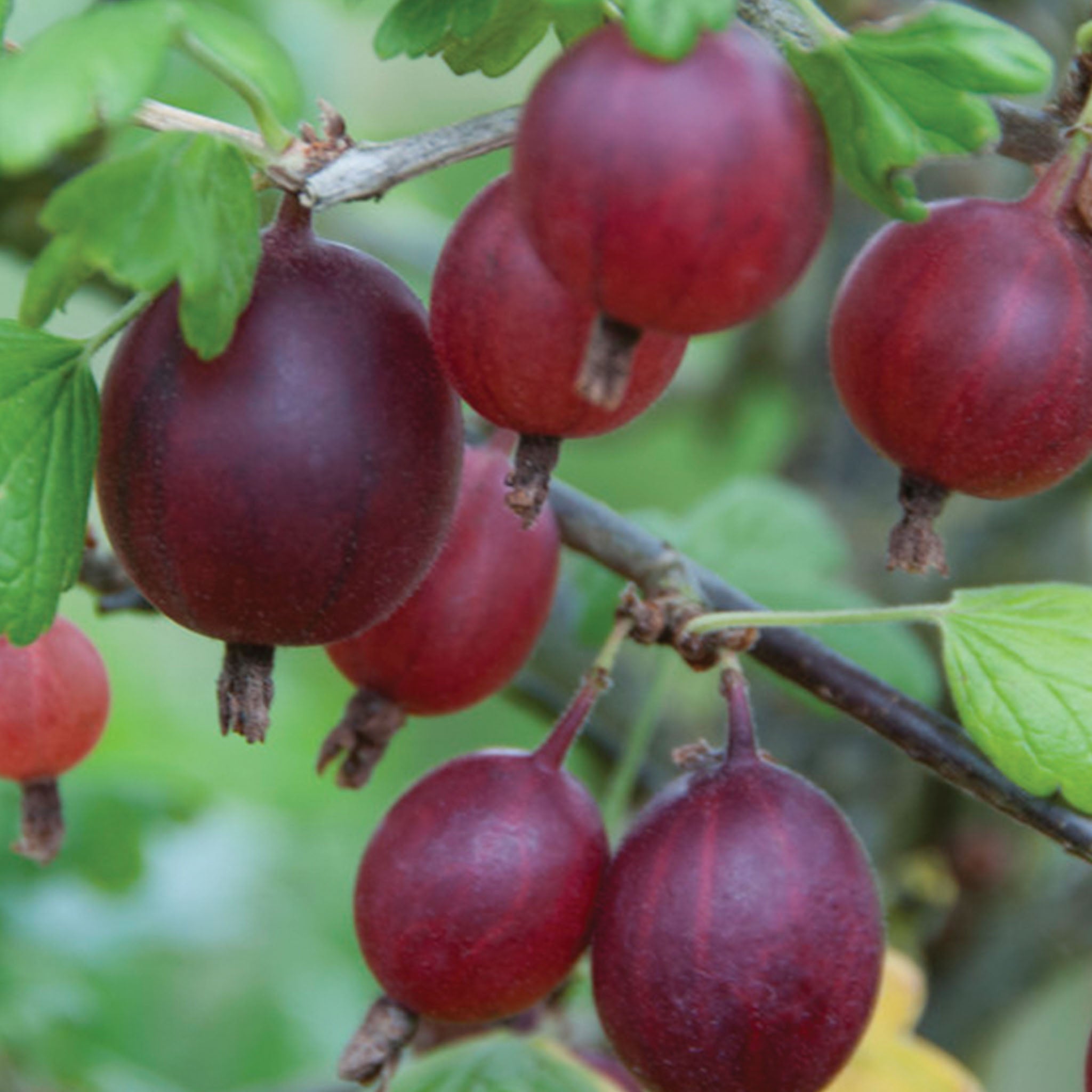 Black Velvet Gooseberry