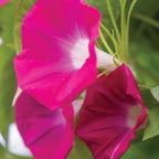 Scarlett O Hara Morning Glory