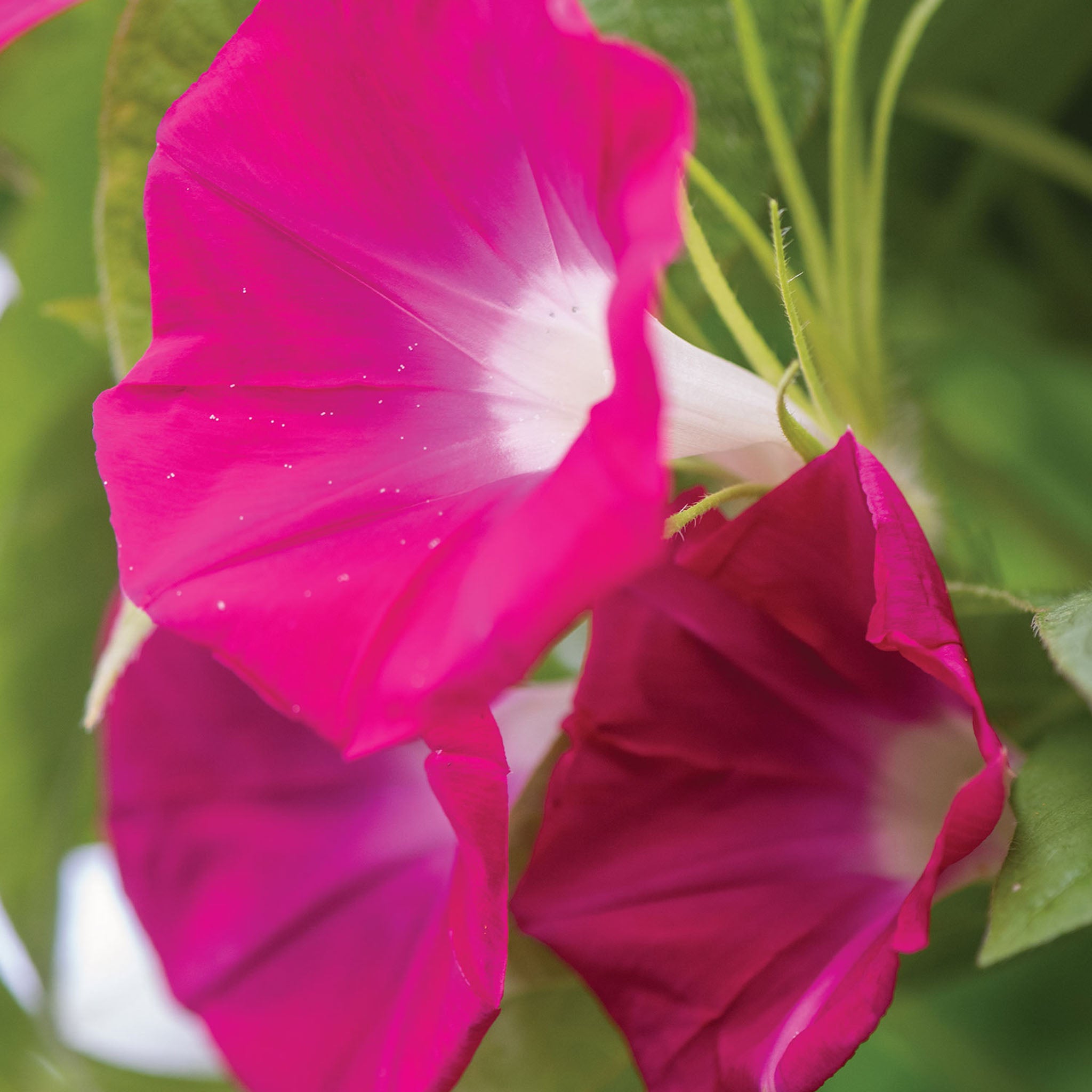Scarlett O Hara Morning Glory