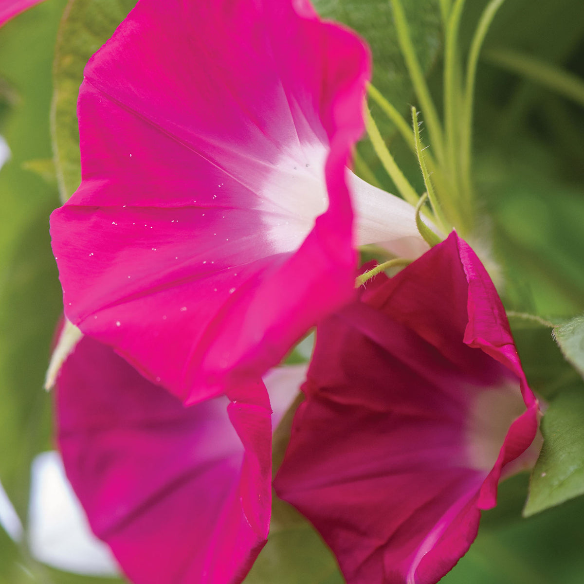 Scarlett O Hara Morning Glory