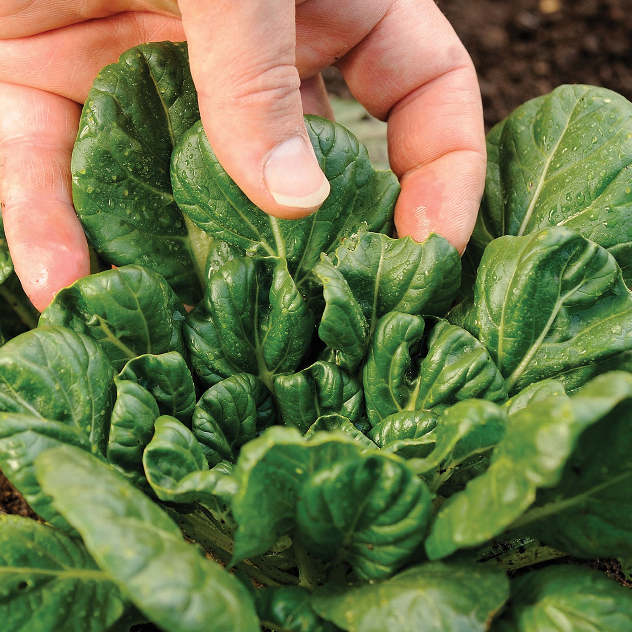 Tatsoi Mustard