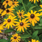 Pot of Gold Rudbeckia Bare Roots