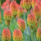 Red Hot Poker Mix Tritoma