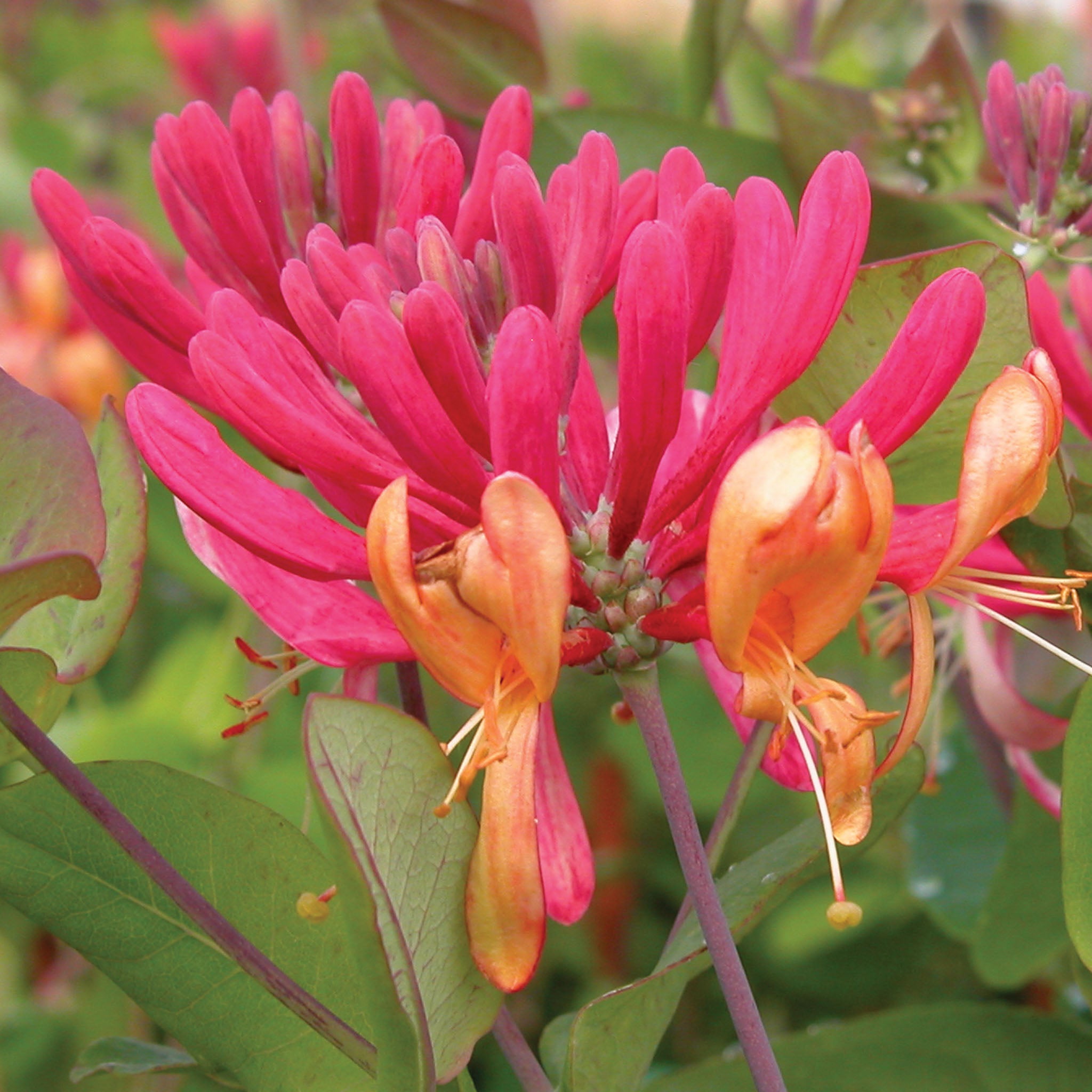 Goldflame Lonicera (Honeysuckle)