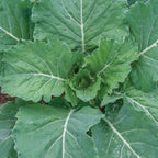 Georgia Collards