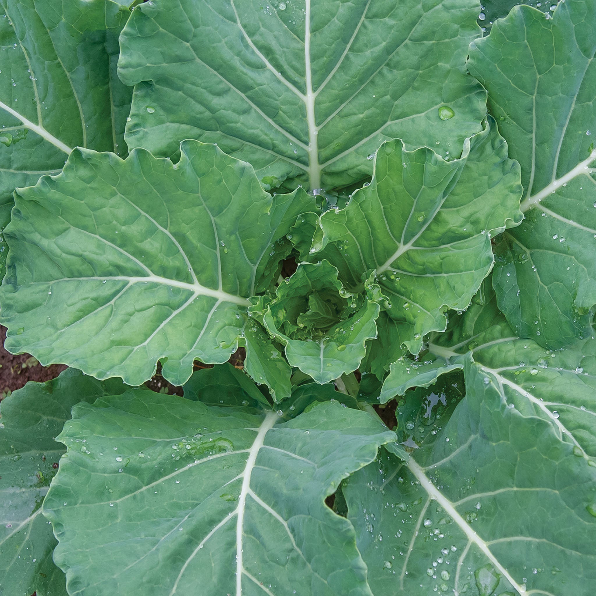 Georgia Collards