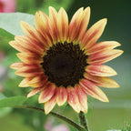 Strawberry Blonde Sunflower