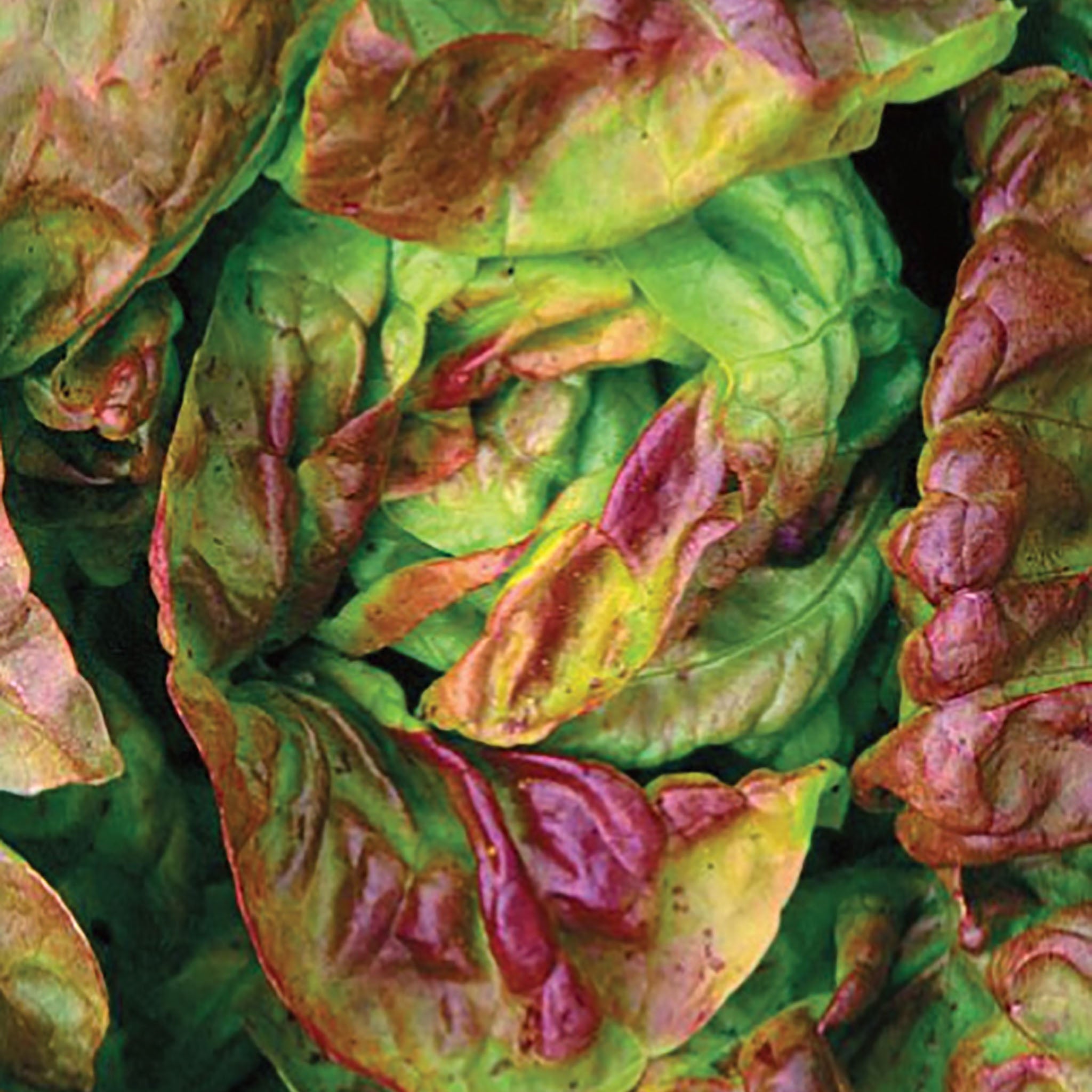 Yugoslavian Red Lettuce