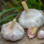 Inchelium Red Garlic Bulbs