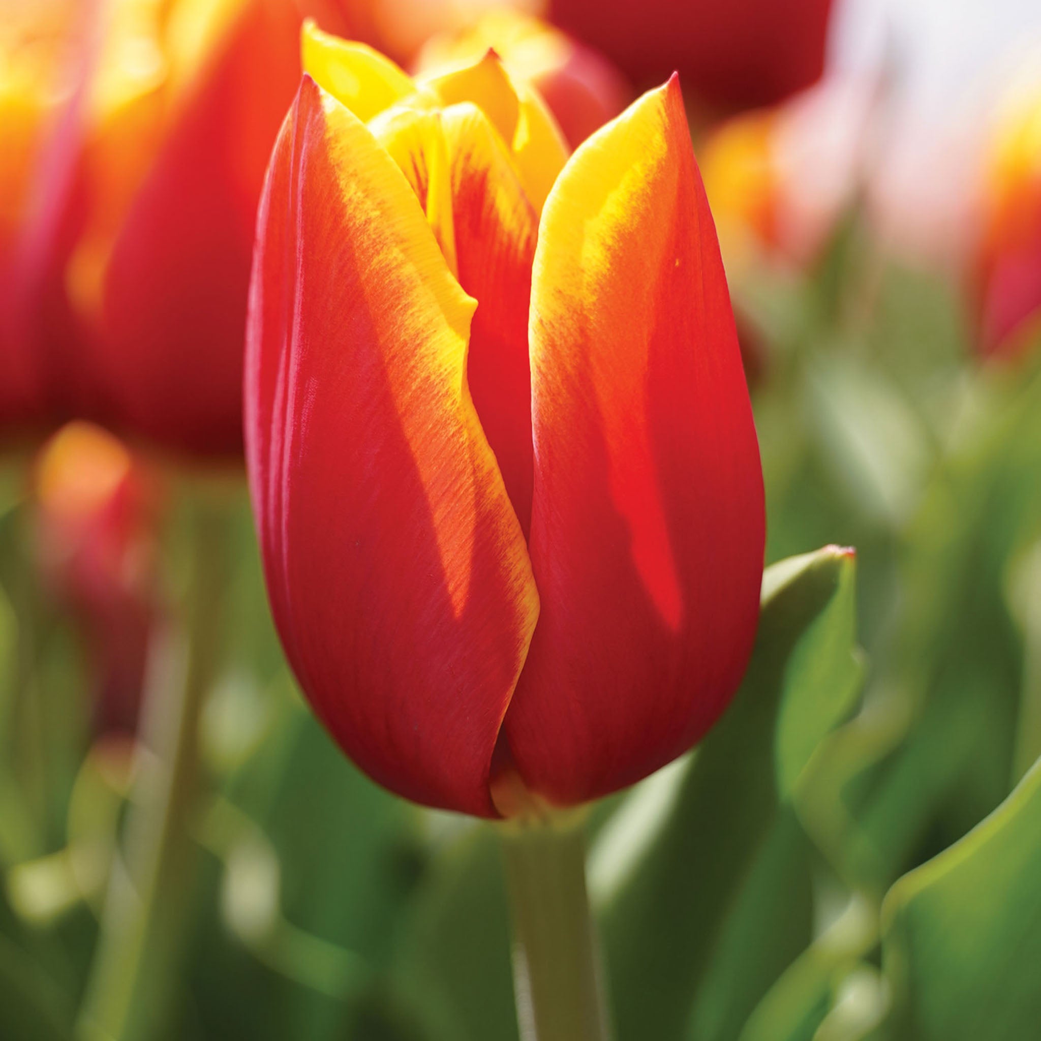 Flying Dragon Tulip Bulbs