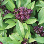 Siam Queen Basil