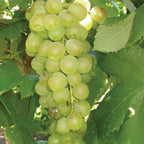 Marquis Seedless Grape