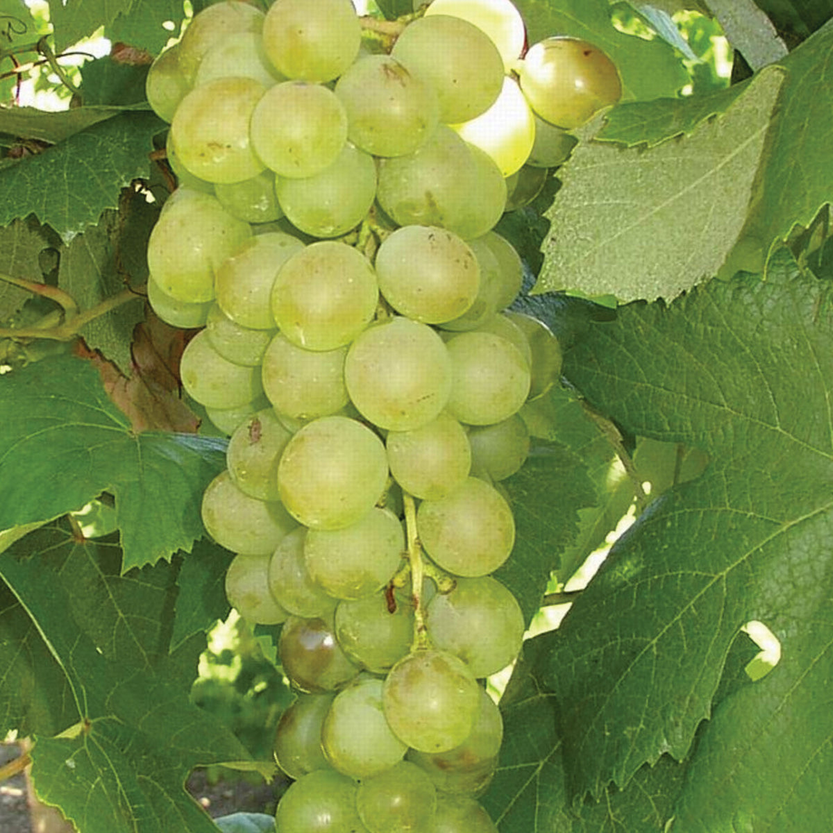 Marquis Seedless Grape