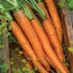 Nantes Half Long Carrot