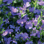 Crystal Palace Blue Lobelia