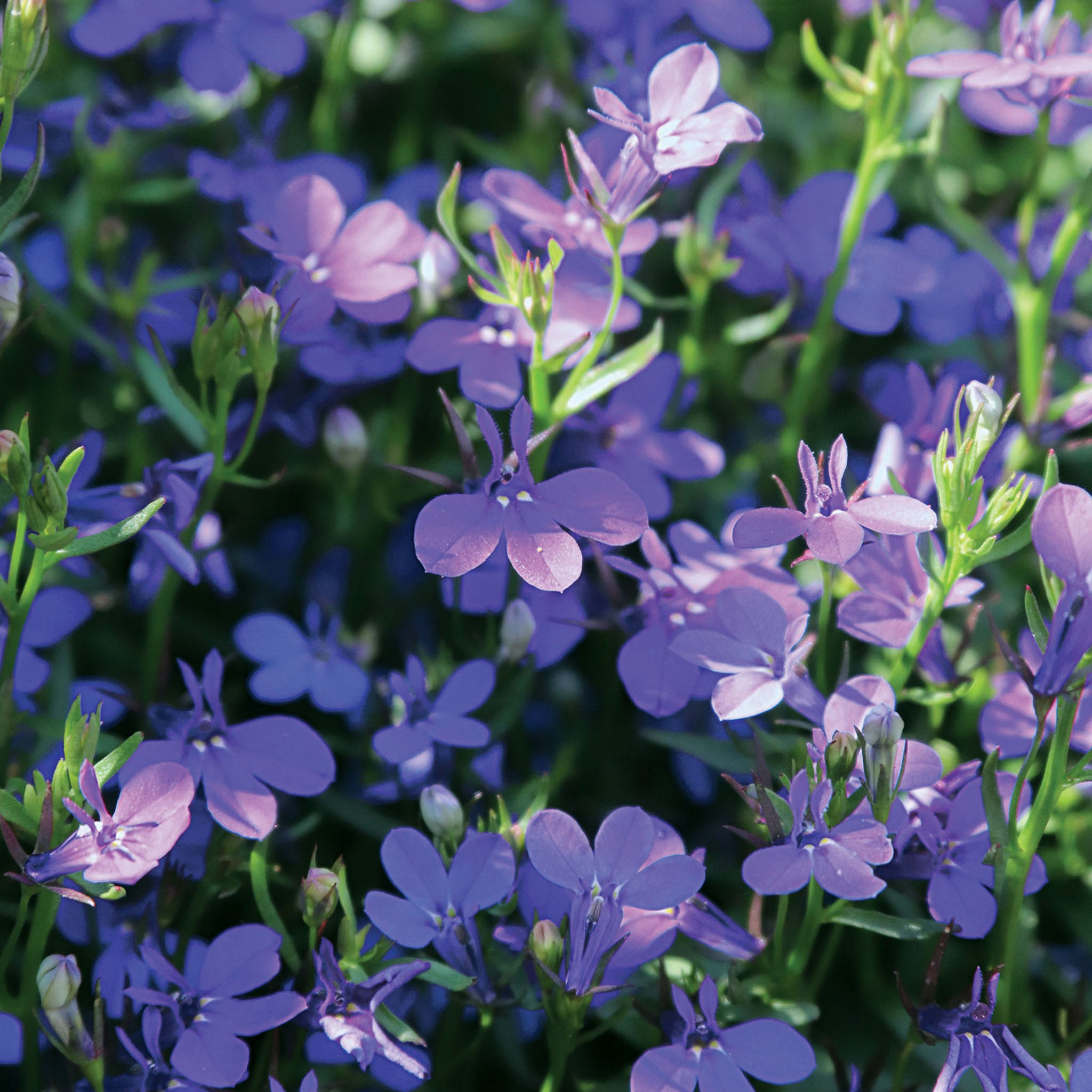 Crystal Palace Blue Lobelia