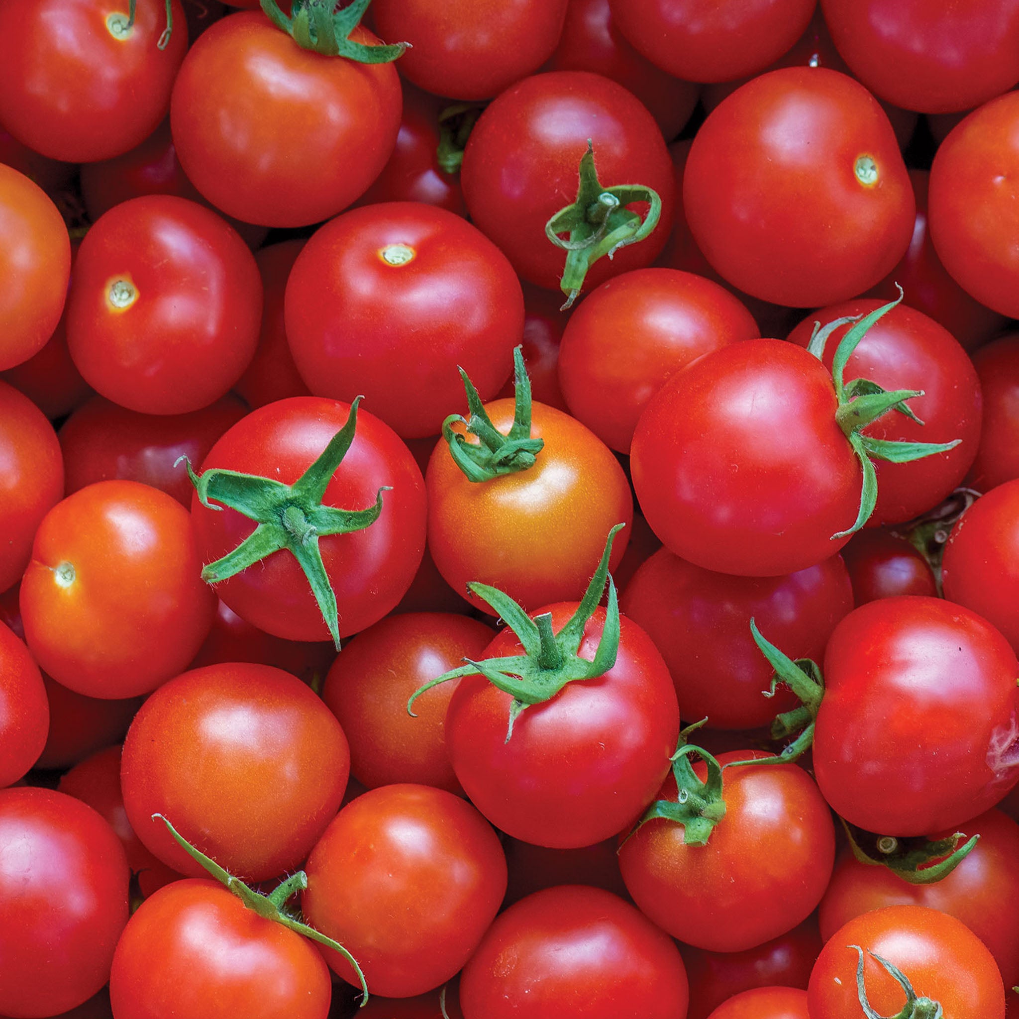 Super Sweet 100 Tomato