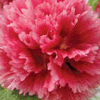 Chaters Pink Hollyhock