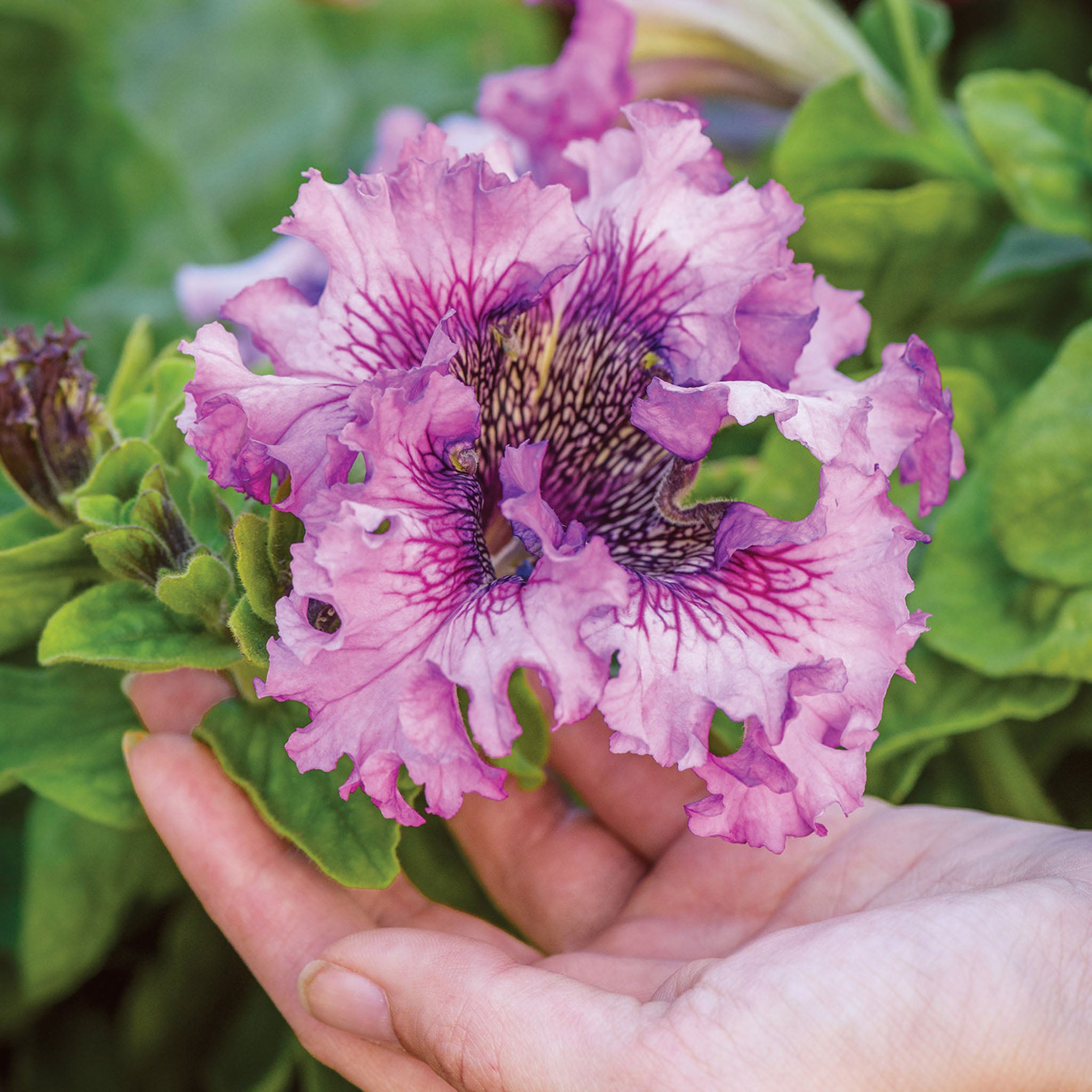 Spellbound Pink Petunia